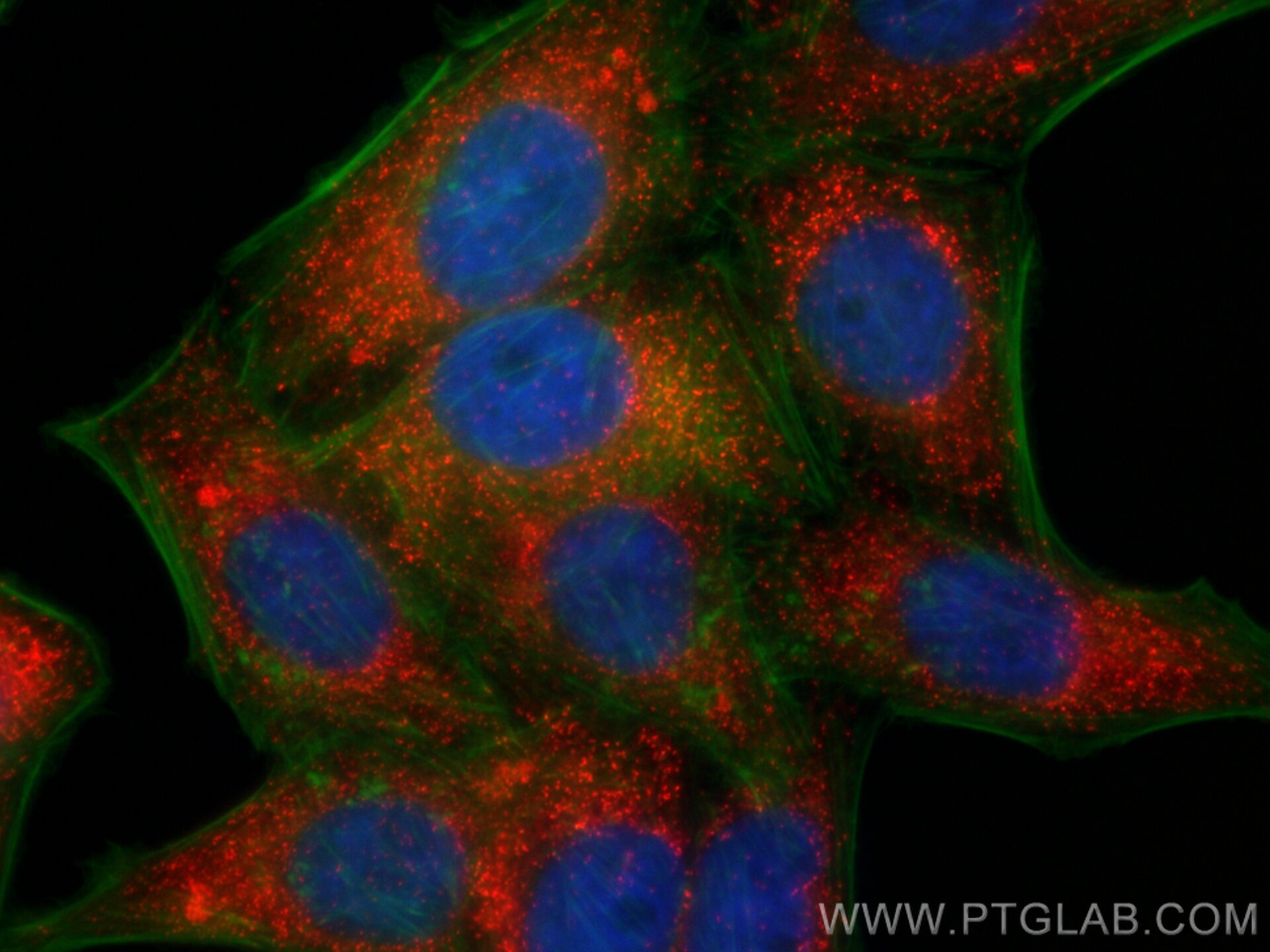 Immunofluorescent analysis of (4% PFA) fixed HepG2 cells using Biotin PEX14 antibody (Biotin-10594) at dilution of 1:200 and CoraLite®594-conjugated Streptavidin (Cat.No. PF00024), CL488-phalloidin (green).