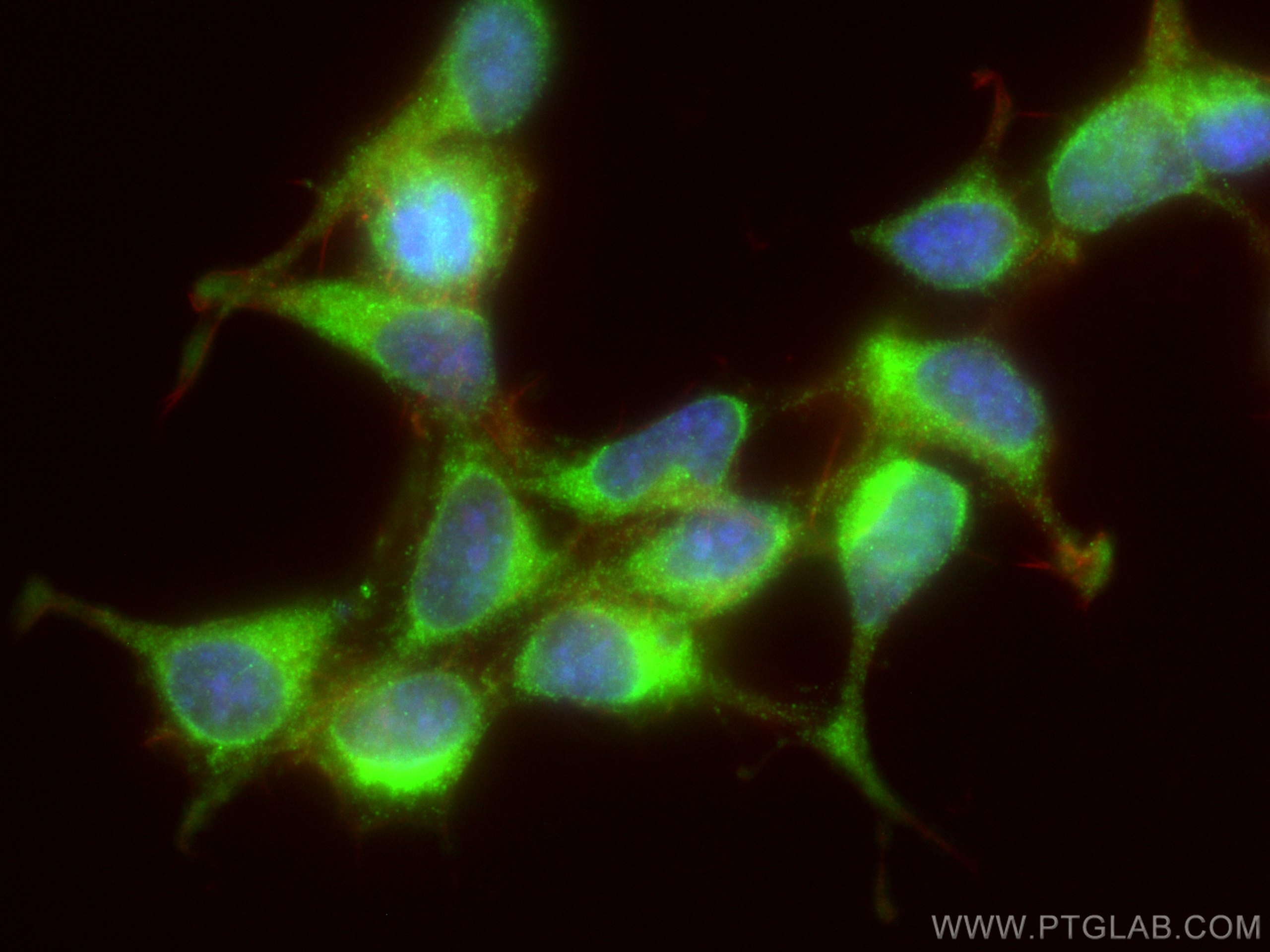 Immunofluorescent analysis of (-20°C Ethanol) fixed HEK-293 cells using ATG16L1 antibody (29445-1-AP) at dilution of 1:200 and CoraLite®488-Conjugated AffiniPure Goat Anti-Rabbit IgG(H+L), CL594-Phalloidin (red).