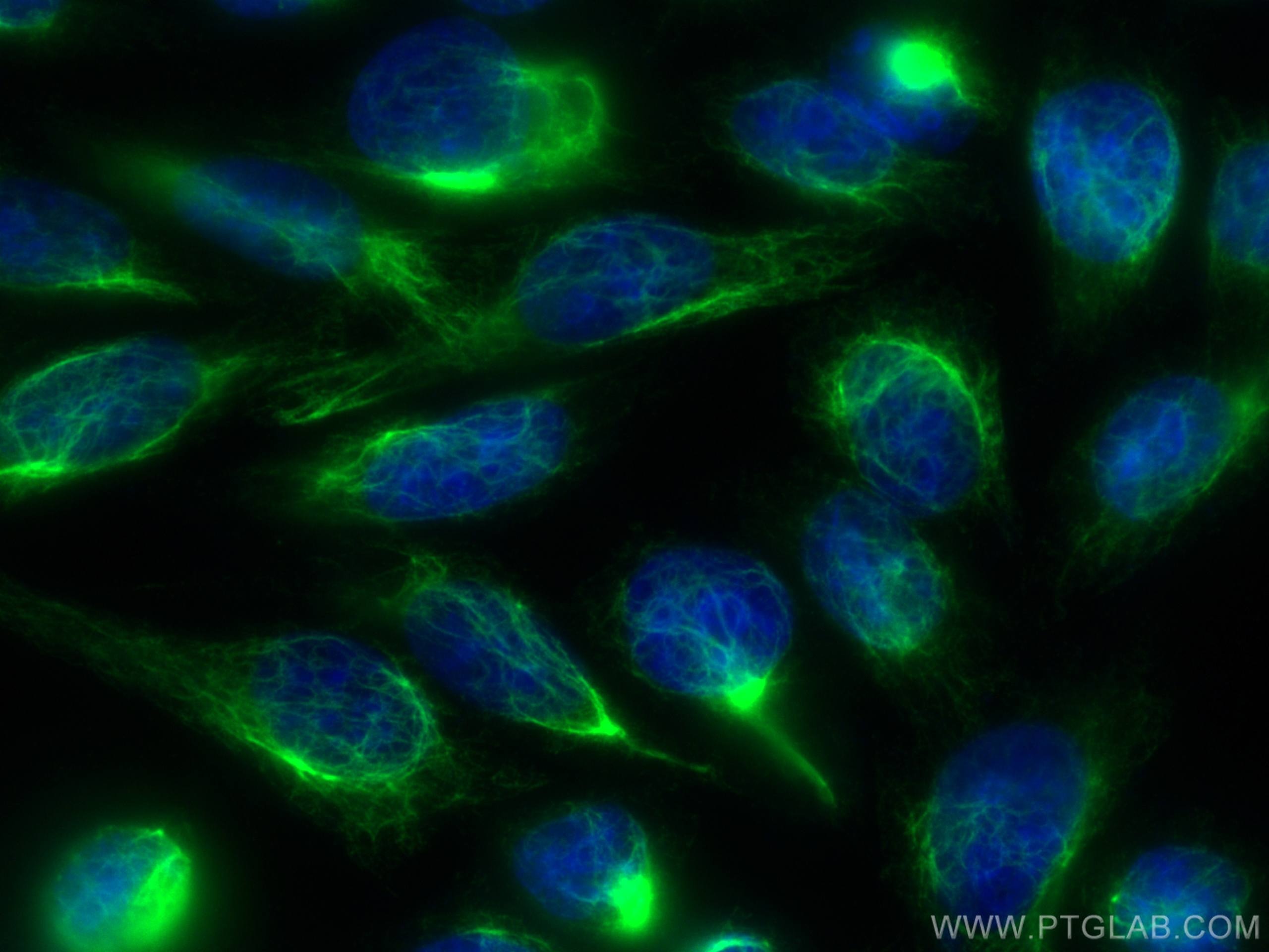 Immunofluorescent analysis of (-20°C Ethanol) fixed HepG2 cells using Vimentin antibody (80232-1-RR, Clone: 6K21 ) at dilution of 1:400 and CoraLite®488-Conjugated AffiniPure Goat Anti-Rabbit IgG(H+L).