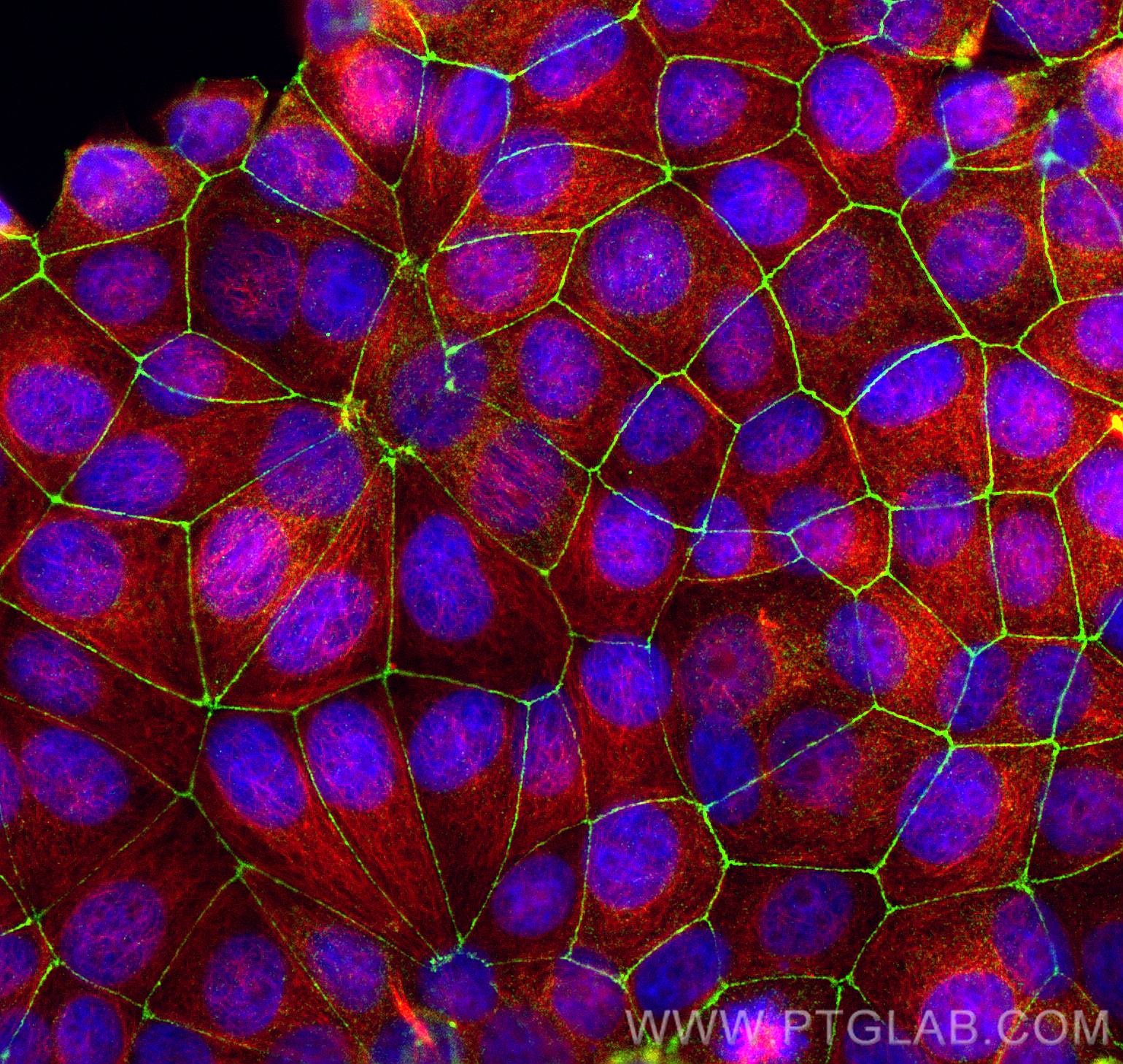 Immunofluorescent analysis of (4% PFA) fixed MCF-7 cells using ZO-1 antibody (66452-1-Ig, Clone: 1G4A1 ) at dilution of 1:1500 and CoraLite®488-Conjugated AffiniPure Goat Anti-Mouse IgG(H+L), Alpha Tubulin antibody (11224-1-AP, red).