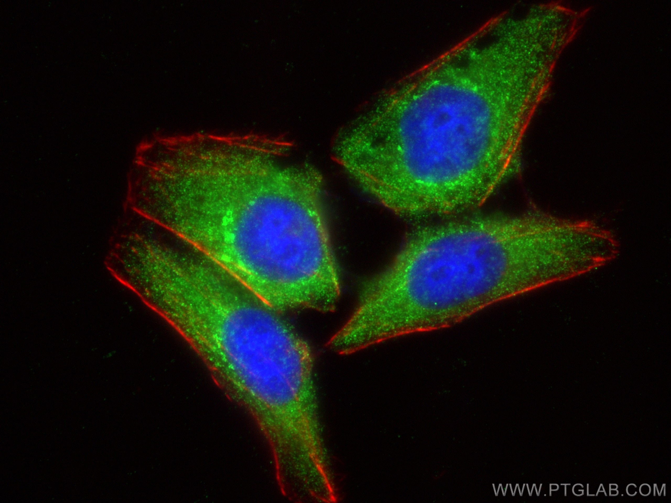 Immunofluorescent analysis of (-20°C Ethanol) fixed HepG2 cells using MMP9 (N-terminal) antibody (10375-2-AP) at dilution of 1:400 and CoraLite®488-Conjugated AffiniPure Goat Anti-Rabbit IgG(H+L), CL594-Phalloidin (red).