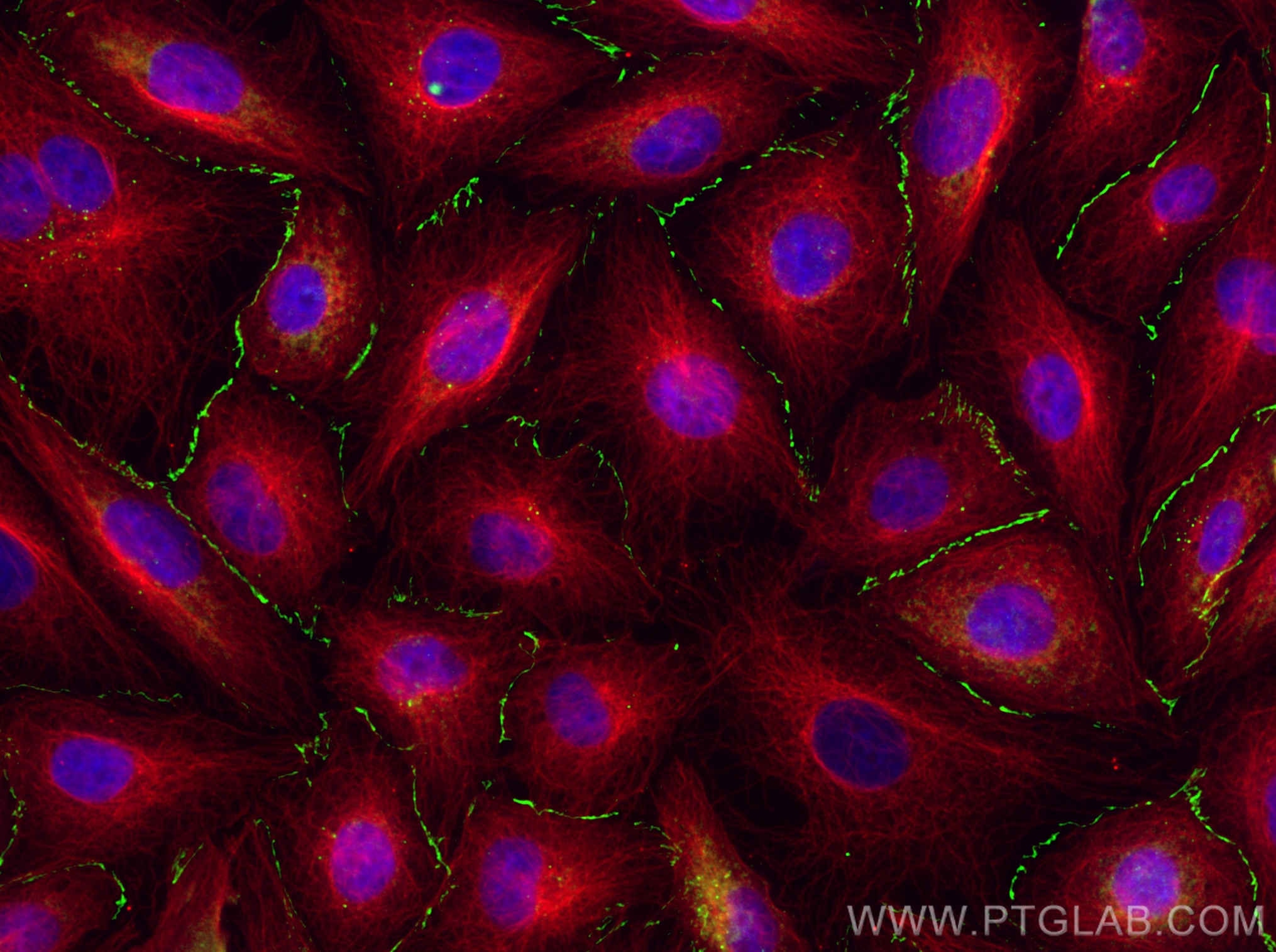 Immunofluorescent analysis of (4% PFA) fixed HUVEC cells using Claudin 1 antibody (13050-1-AP) at dilution of 1:2000 and CoraLite®488-Conjugated AffiniPure Goat Anti-Rabbit IgG(H+L), Alpha Tubulin antibody (66031-1-Ig, Clone: 1E4C11, red).