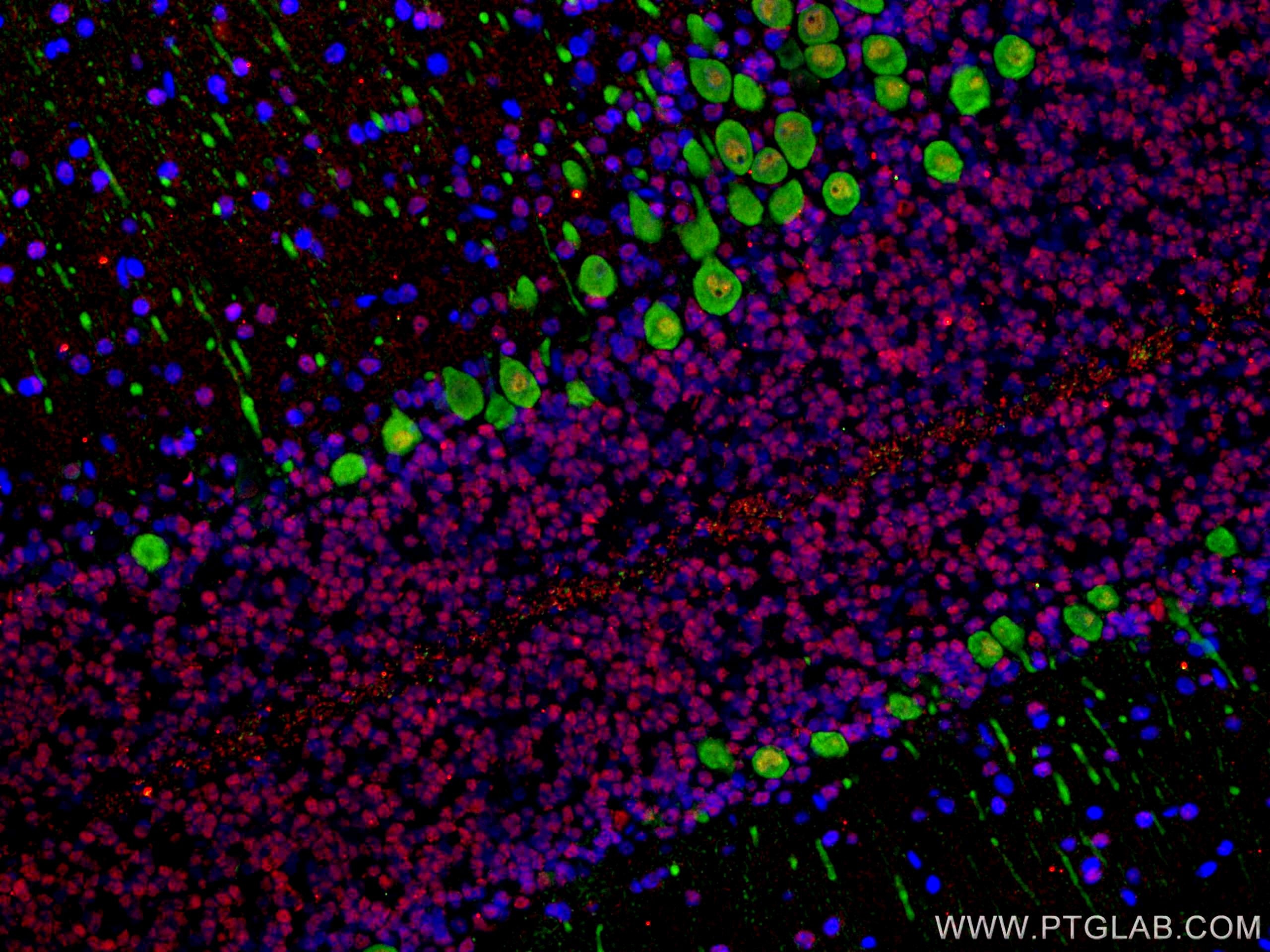 Immunofluorescent analysis of (4% PFA) fixed rat cerebellum tissue using 66836-1-Ig (NeuN antibody, red), at dilution of 1:200 and CoraLite®594-Conjugated AffiniPure Goat Anti-Mouse IgG(H+L). The section was co-stained with 14479-1-AP (Calbindin-D28k antibody, green).