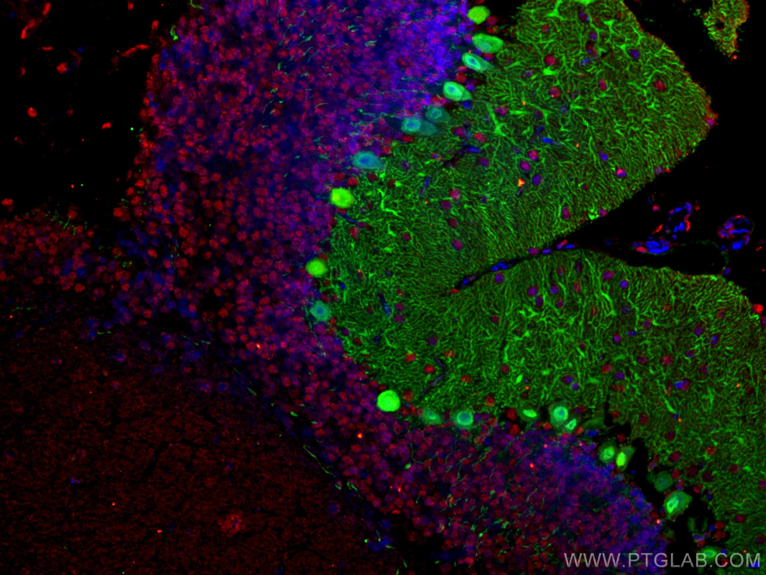 Immunofluorescent analysis of (4% PFA) fixed mouse cerebellum tissue using 66836-1-Ig (NeuN antibody), at dilution of 1:100 and CoraLite®594-Conjugated AffiniPure Goat Anti-Mouse IgG(H+L). The section was co-stained with 14479-1-AP (Calbindin-D28k Antibody, green).
