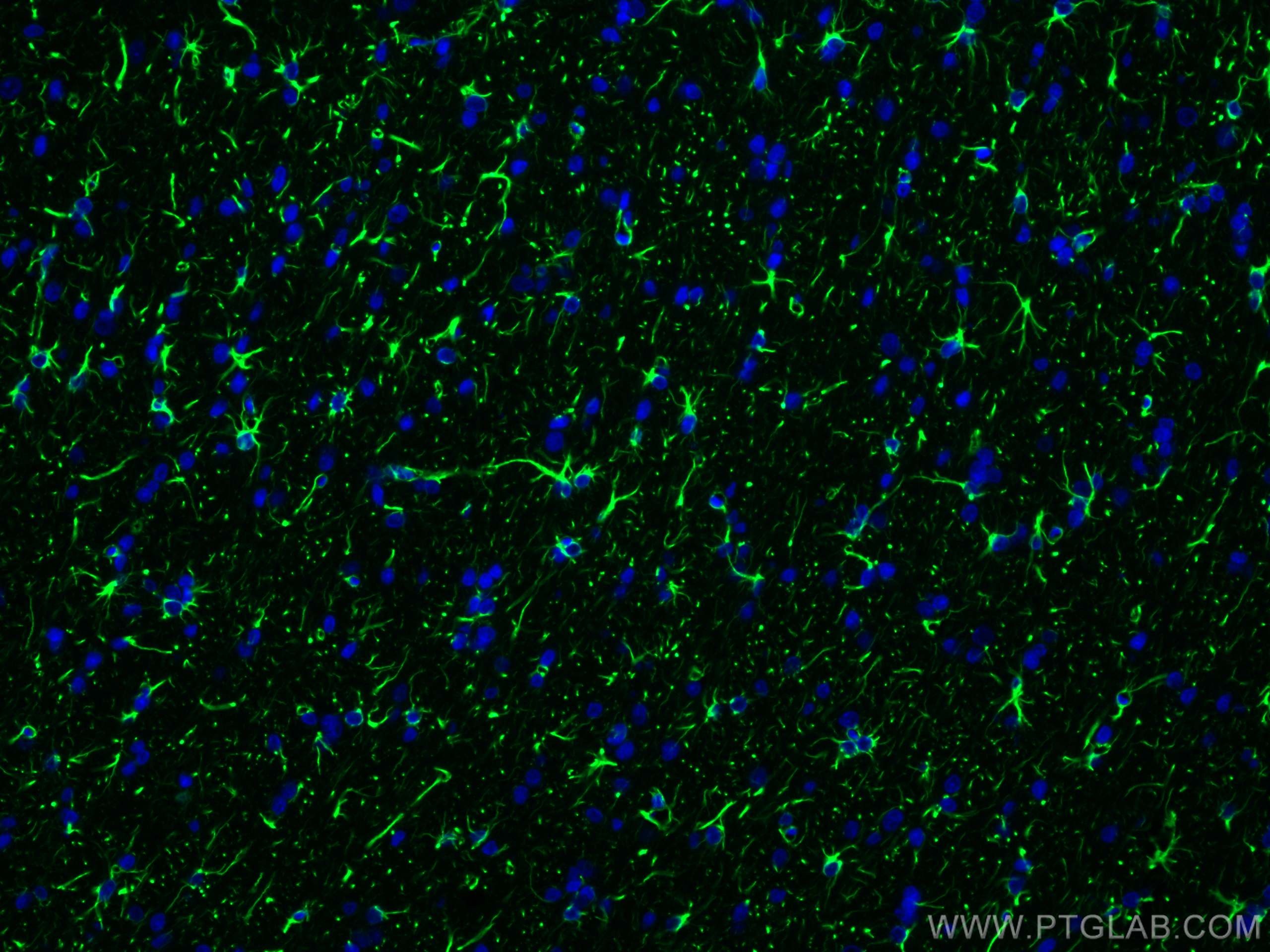 Immunofluorescent analysis of (4% PFA) fixed rat brain tissue using GFAP antibody (81063-1-RR, Clone: 4C6 ) at dilution of 1:200 and CoraLite®488-Conjugated AffiniPure Goat Anti-Rabbit IgG(H+L).