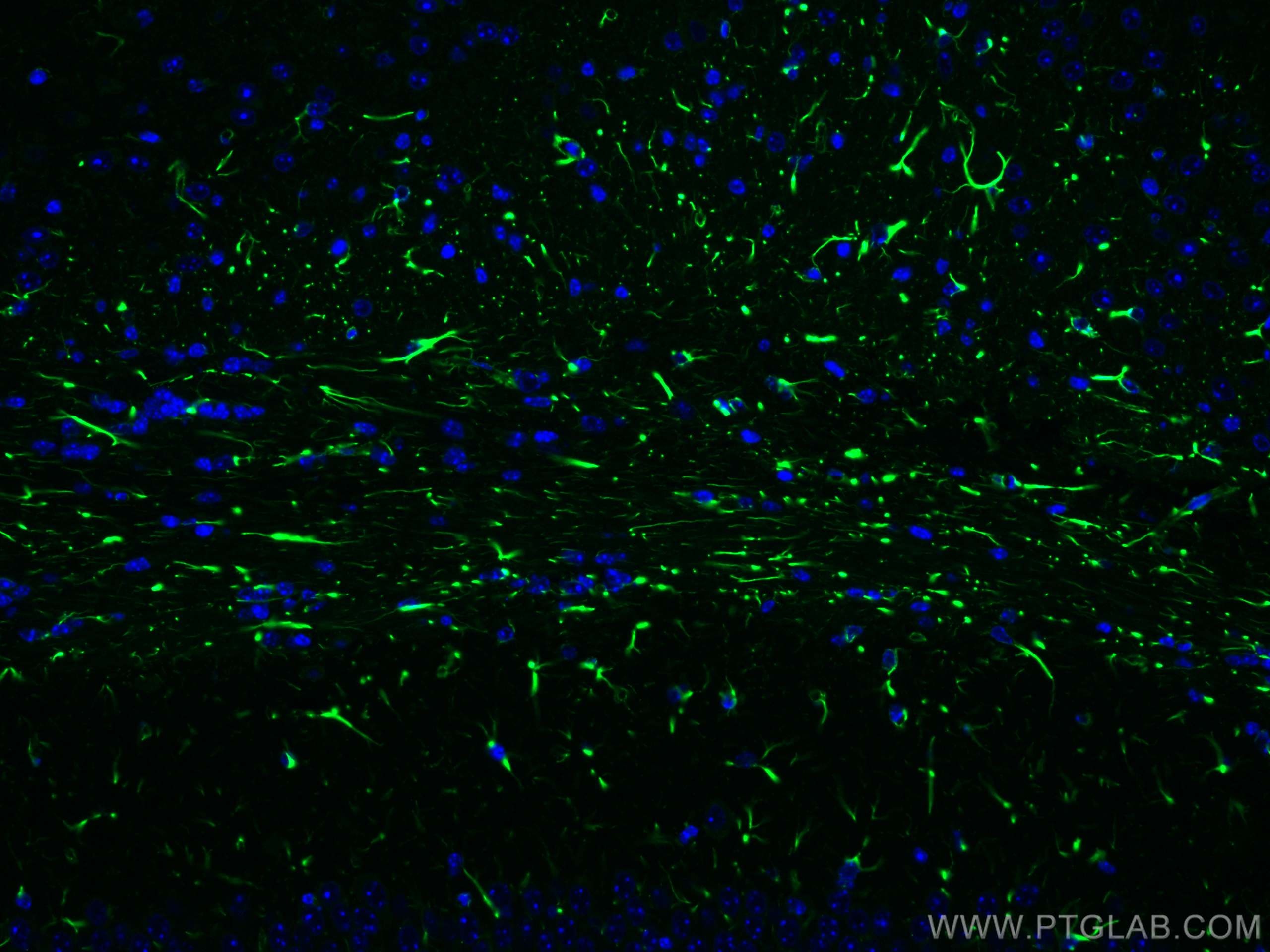 Immunofluorescent analysis of (4% PFA) fixed mouse brain tissue using GFAP antibody (81063-1-RR, Clone: 4C6 ) at dilution of 1:200 and CoraLite®488-Conjugated AffiniPure Goat Anti-Rabbit IgG(H+L).
