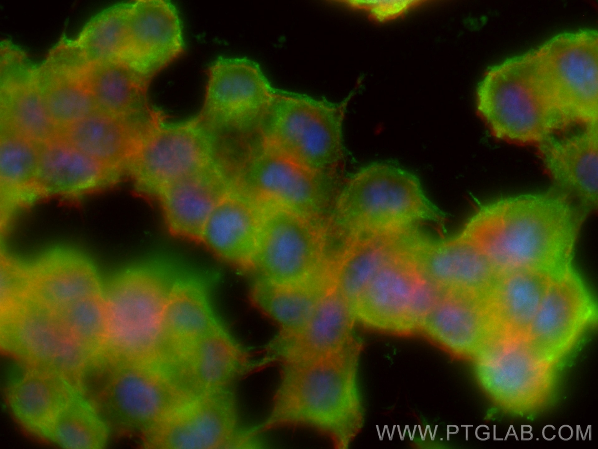 Immunofluorescent analysis of (-20°C Ethanol) fixed PC-12 cells using Synaptophysin antibody (82900-1-RR, Clone: 2H14 ) at dilution of 1:400 and Multi-rAb CoraLite ® Plus 488-Goat Anti-Rabbit Recombinant Secondary Antibody (H+L) (RGAR002), CL594-Phalloidin (red).