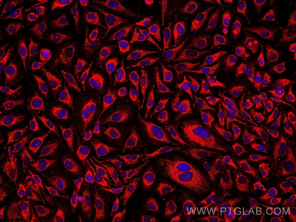 Immunofluorescent analysis of (4% PFA) fixed HeLa cells using PDHB antibody (68238-1-Ig, Clone: 2A7C10 ) at dilution of 1:1000 and Multi-rAb CoraLite® Plus 594-Goat Anti-Mouse Recombinant Secondary Antibody (H+L) (Cat.NO. RGAM004 ).