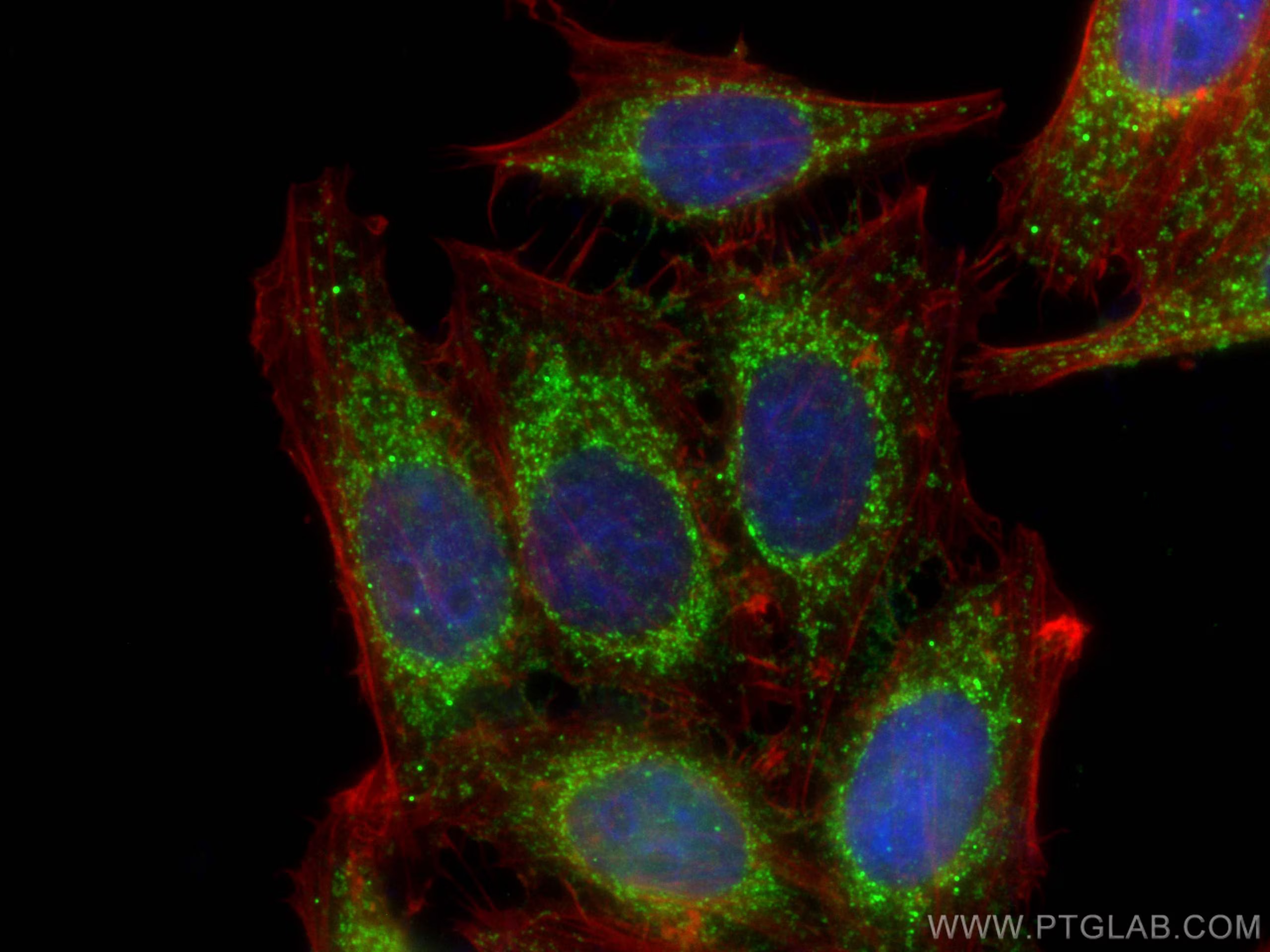 Immunofluorescent analysis of (4% PFA) fixed HepG2 cells using DBT antibody (12451-1-AP) at dilution of 1:400 and CoraLite®488-Conjugated Goat Anti-Rabbit IgG(H+L), CL594-Phalloidin (red).