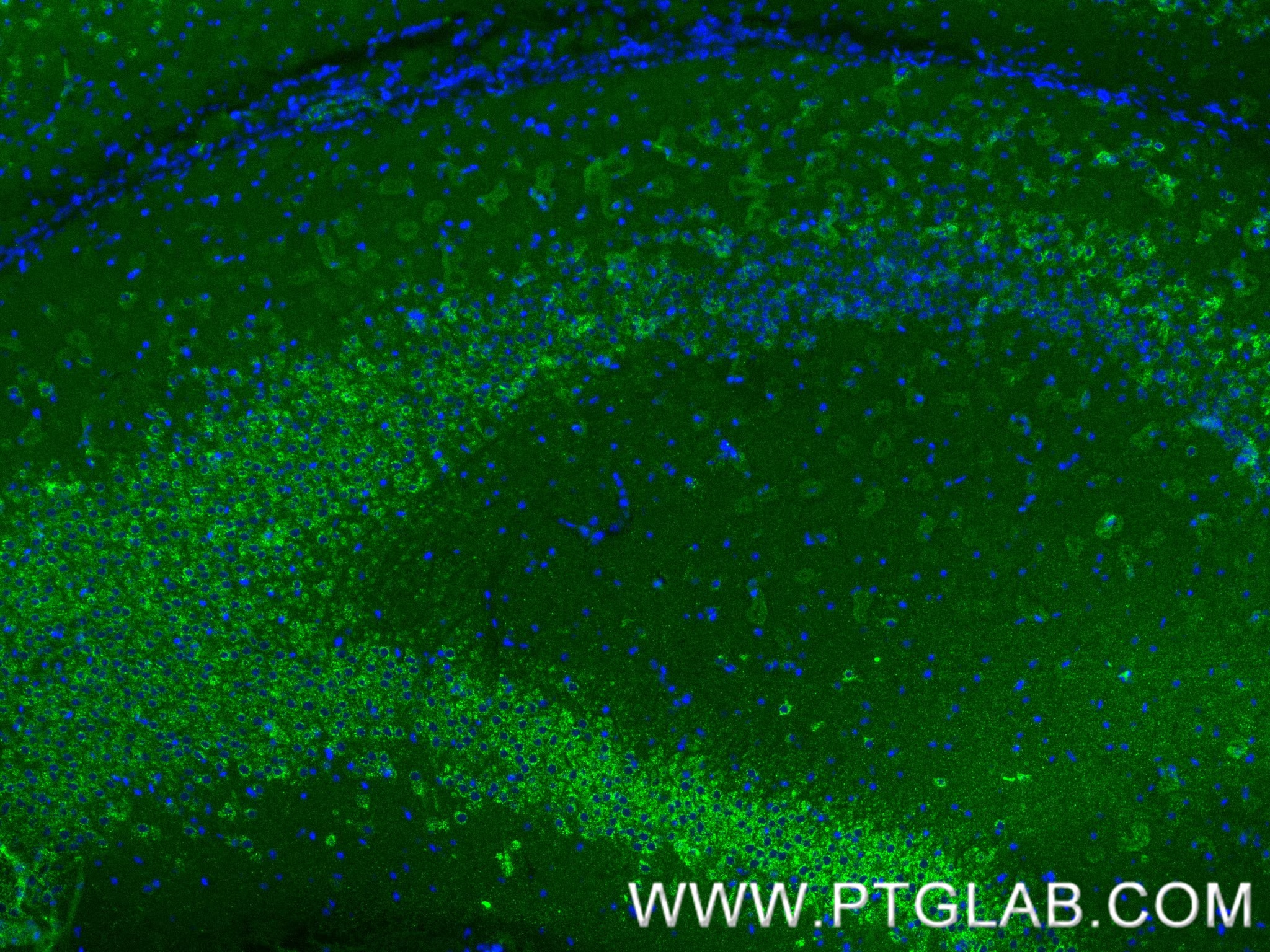 Immunofluorescent analysis of (4% PFA) fixed paraffin-embedded mouse brain tissue using KGA/GAC antibody (81486-1-RR, Clone: 4C20 ) at dilution of 1:400 and CoraLite®488-Conjugated Goat Anti-Rabbit IgG(H+L) (SA00013-2). Heat mediated antigen retrieval with Tris-EDTA buffer (pH 9.0).