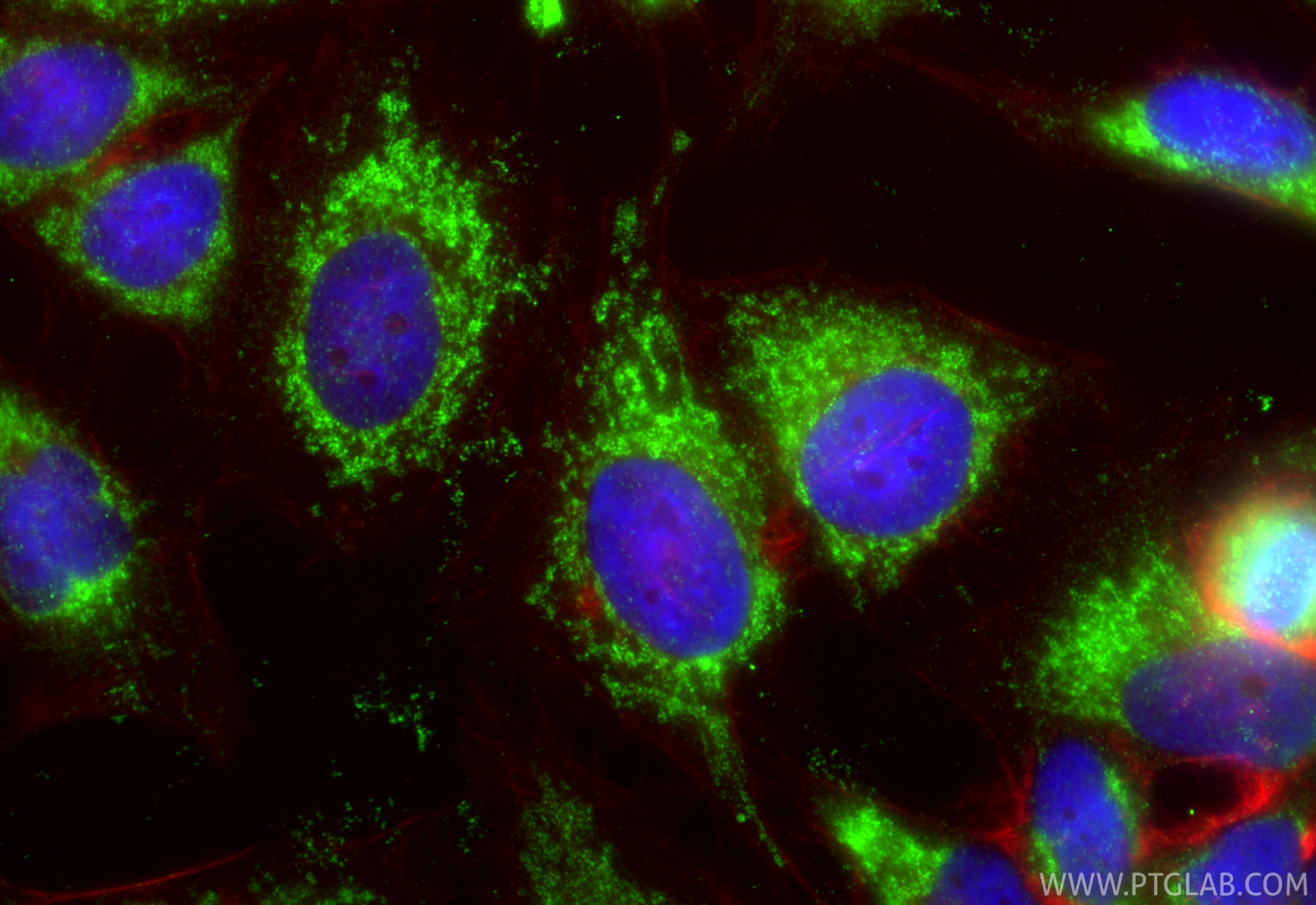 Immunofluorescent analysis of (-20°C Ethanol) fixed HeLa cells using KGA/GAC antibody (12855-1-AP) at dilution of 1:400 and CoraLite®488-Conjugated Goat Anti-Rabbit IgG(H+L) (SA00013-2), CL594-Phalloidin (red).