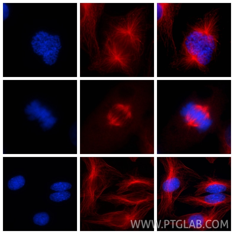 Immunofluorescent analysis of (4% PFA) fixed SKOV-3 cells using Alpha Tubulin antibody (66031-1-Ig, Clone: 1E4C11 ) at dilution of 1:1000 and CoraLite®594-Conjugated AffiniPure Goat Anti-Mouse IgG(H+L), Nucleus was labelled in blue with DAPI.