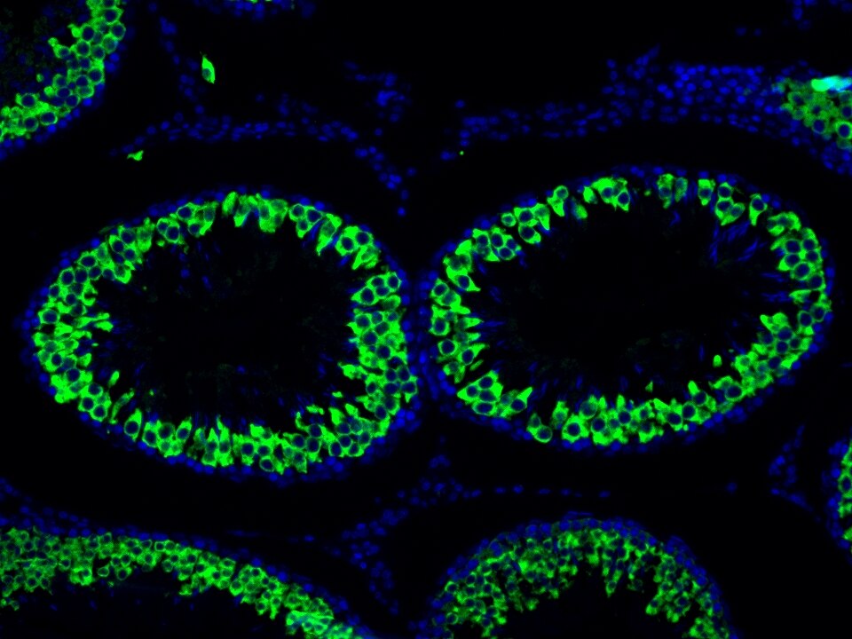 IF Staining using CoraLite®Plus 488-Tyramide Reagent PR30022. 
FFPE-rat testis tissue was stained with 13720-1-AP (BOULE polyclonal antibody) at 1:2000 followed by detection with Multi-rAb® Polymer HRP-Goat Anti-Rabbit/Mouse Universal Recombinant Secondary Antibody (H+L) (Cat.NO. RGAU011). CoraLite®Plus 488-Tyramide Reagent (Cat.NO. PR30022) was used for signal development. Cell nucleus (blue) was stained with DAPI.