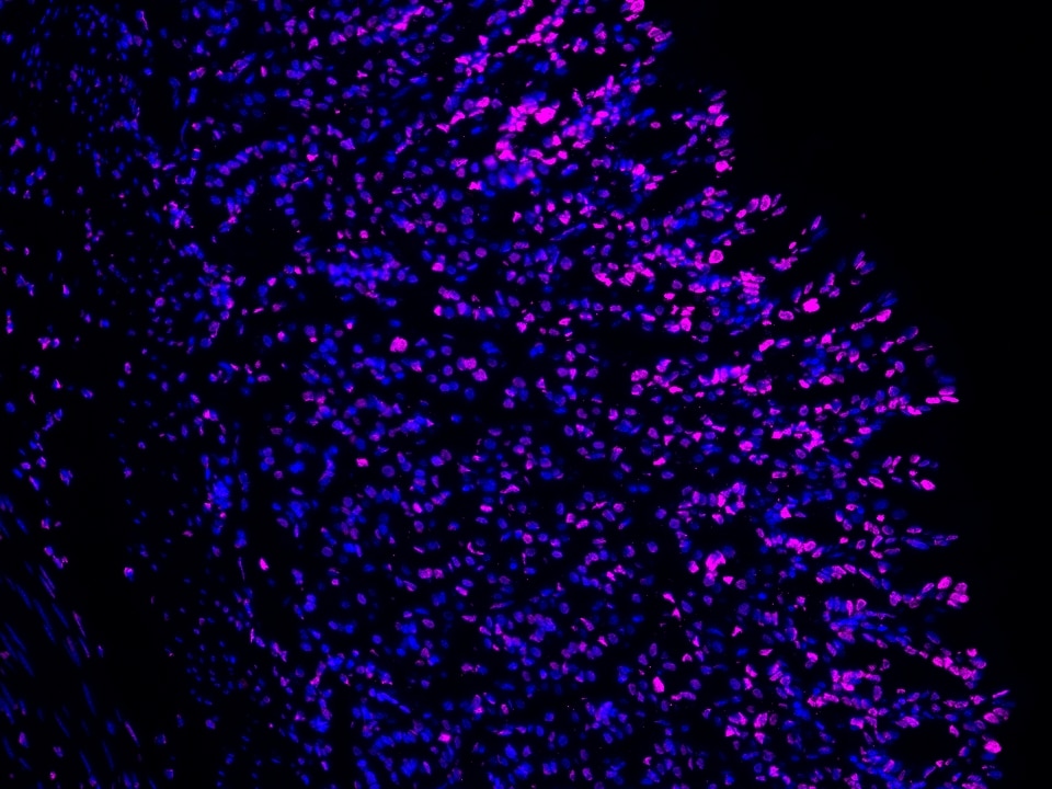 IF Staining using CoraLite®Plus 647-Tyramide Reagent PR30025. 
FFPE-mouse stomach tissue was stained with 82823-2-RR (Acetyl-Histone H2A (Lys9) Recombinant antibody) at 1:1000 followed by detection of Multi-rAb® Polymer HRP-Goat Anti-Rabbit/Mouse Universal Recombinant Secondary Antibody (H+L) (Cat.NO. RGAU011). CoraLite®Plus 647-Tyramide Reagent (Cat.NO. PR30025) was used for signal development. Cell nucleus (blue) was stained with DAPI.