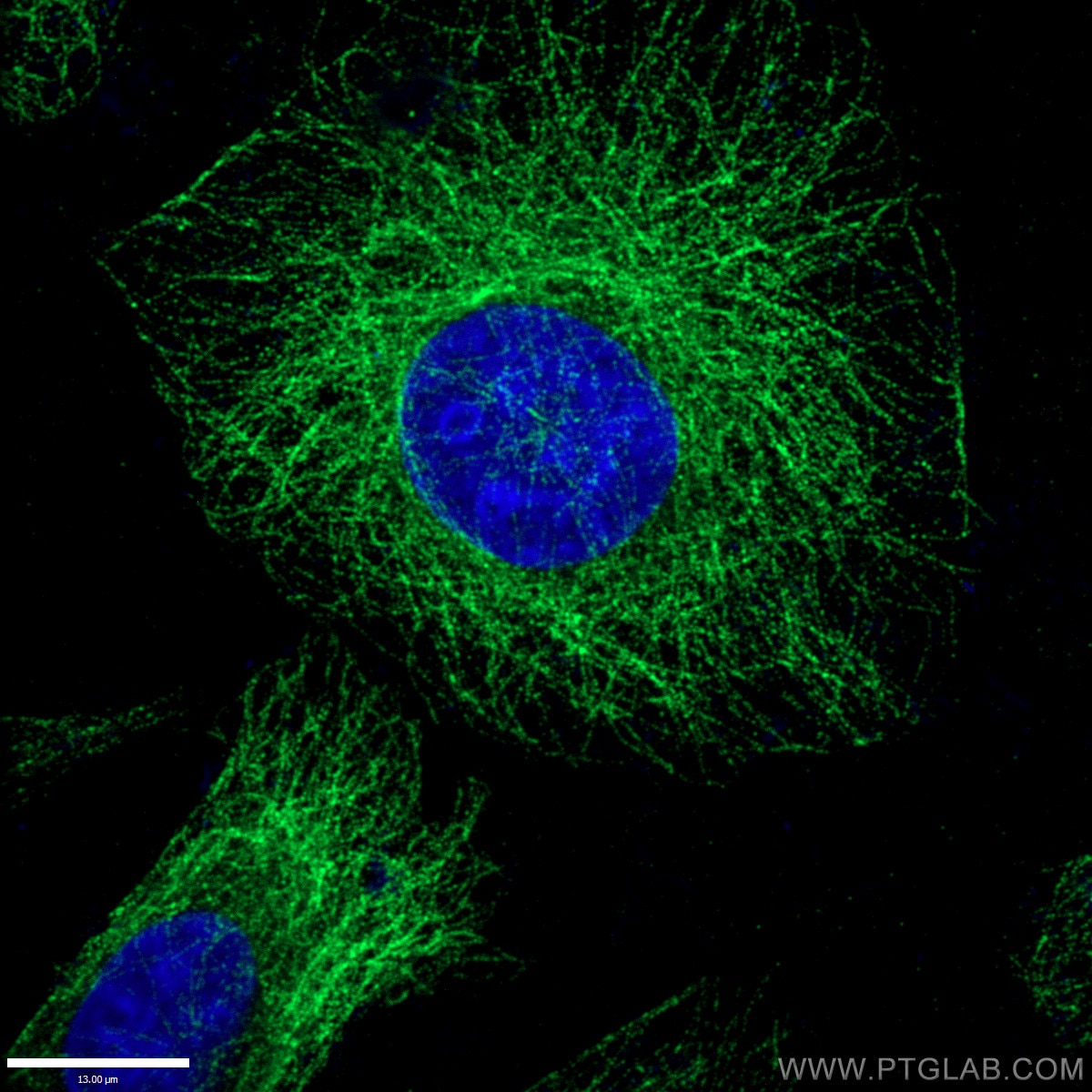 Immunofluorescent analysis of (-20 ℃ Ethanol) fixed HepG2 cells using 66031-1-Ig (alpha Tubulin antibody) at dilution of 1:100 and CoraLite®488-Conjugated AffiniPure Goat Anti-Mouse IgG(H+L) (SA00013-1).