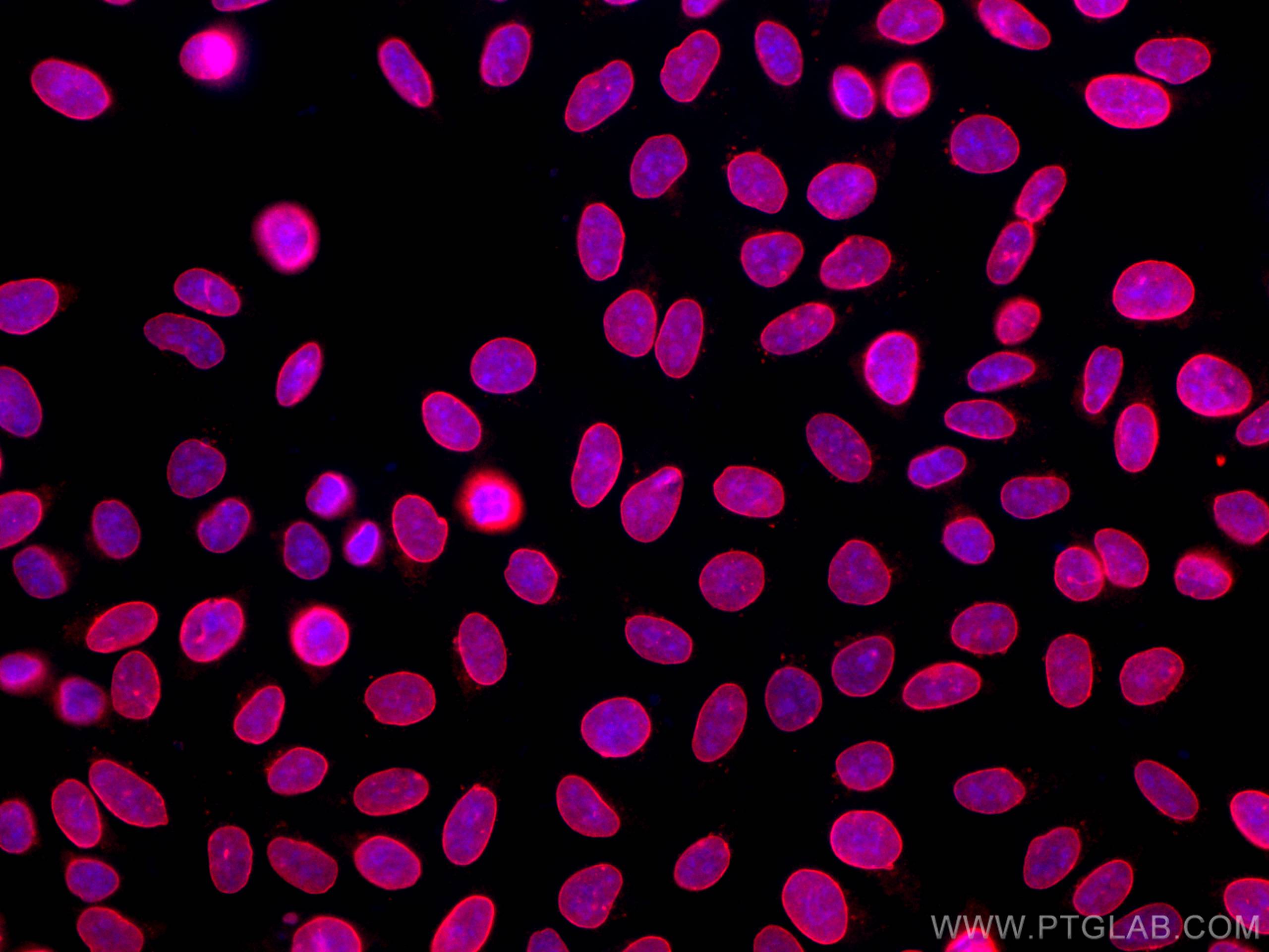 Immunofluorescent analysis of (-20°C Ethanol) fixed HepG2 cells using Lamin B1 antibody (66095-1-Ig, Clone: 3C10G12 ) at dilution of 1:400 and SA00013-3 CoraLite®594-Conjugated AffiniPure Goat Anti-Mouse IgG(H+L).