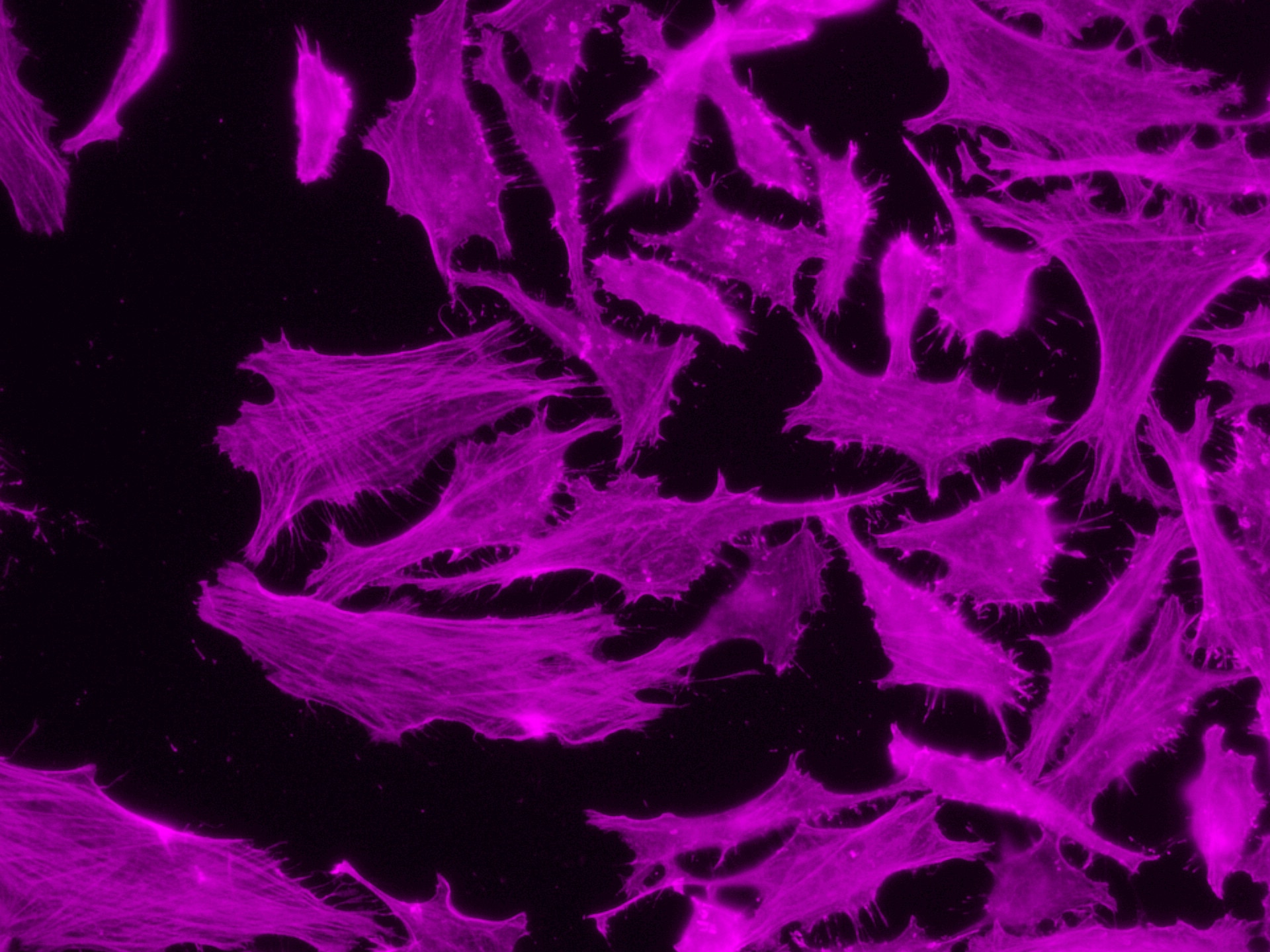 Immunofluorescent analysis of (4% PFA) fixed HeLa cells using 66009-1-Ig (Beta Actin antiboody) and CoraLite®647 conjugated AffiniPure F(ab')2 Fragment Goat Anti-Mouse IgG (H+L) antibody (SA00014-10) at dilution of 1:150.