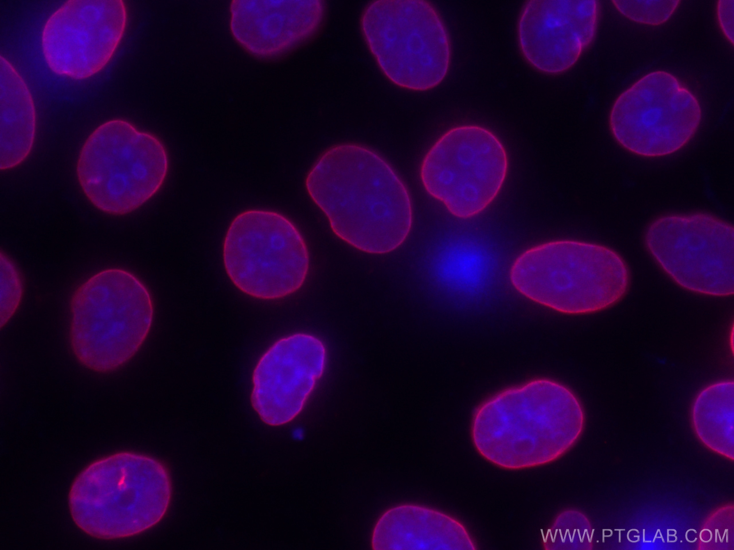 Immunofluorescent analysis of (-20°C Ethanol) fixed HeLa cells using 12987-1-AP (Lamin B antibody) and the CoraLite®647-Mouse Anti-Heavy chain of Rabbit IgG antibody (SA00014-6), at dilution of 1:200.