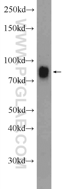 Western Blot (WB) analysis of mouse testis tissue using IFFO1 Polyclonal antibody (16041-1-AP)