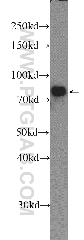 Western Blot (WB) analysis of mouse brain tissue using IFFO1 Polyclonal antibody (16041-1-AP)