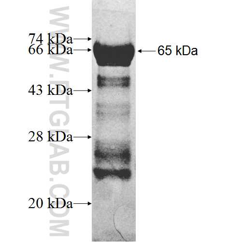 IFFO1 fusion protein Ag8915 SDS-PAGE