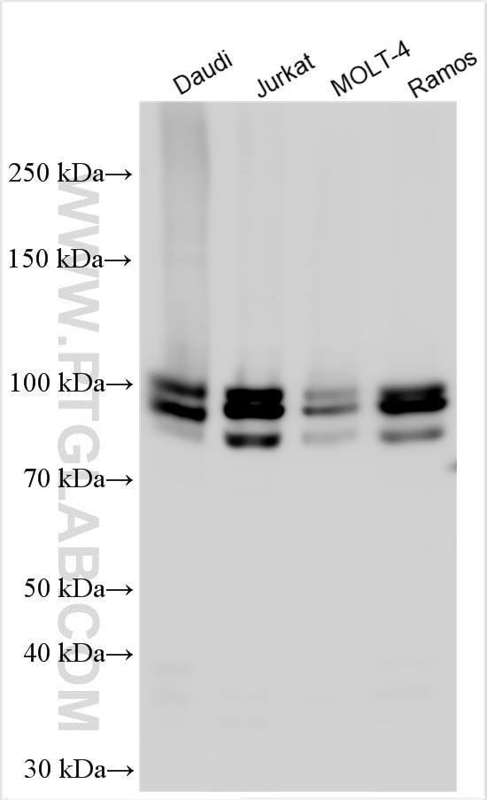Western Blot (WB) analysis of various lysates using IFI16 Polyclonal antibody (29280-1-AP)