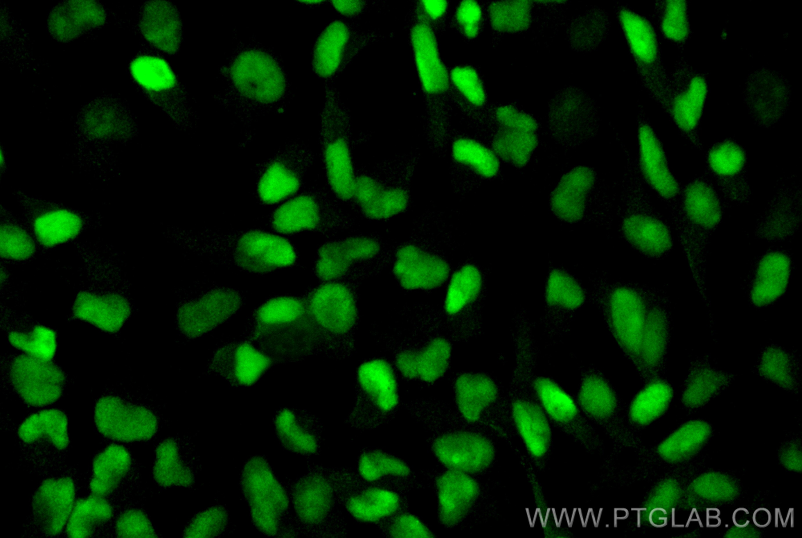Immunofluorescence (IF) / fluorescent staining of HeLa cells using IFI16 Monoclonal antibody (67790-1-Ig)