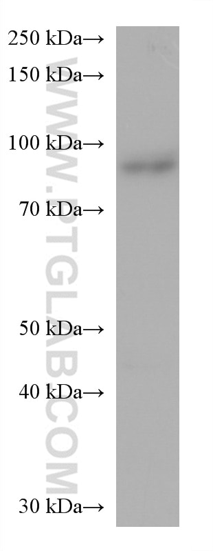 Western Blot (WB) analysis of various lysates using IFI16 Monoclonal antibody (67790-1-Ig)