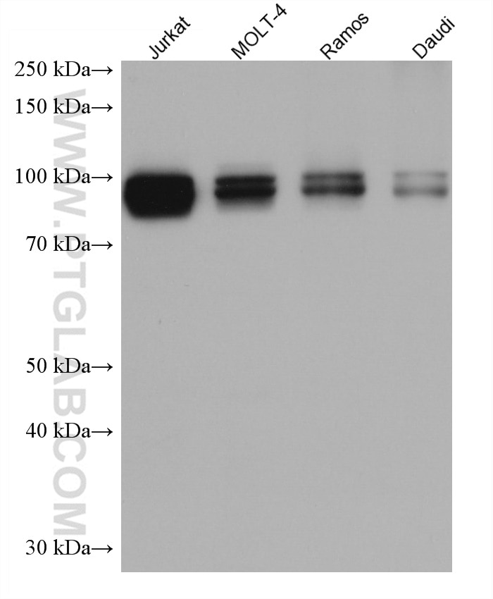 Western Blot (WB) analysis of various lysates using IFI16 Monoclonal antibody (67790-1-Ig)