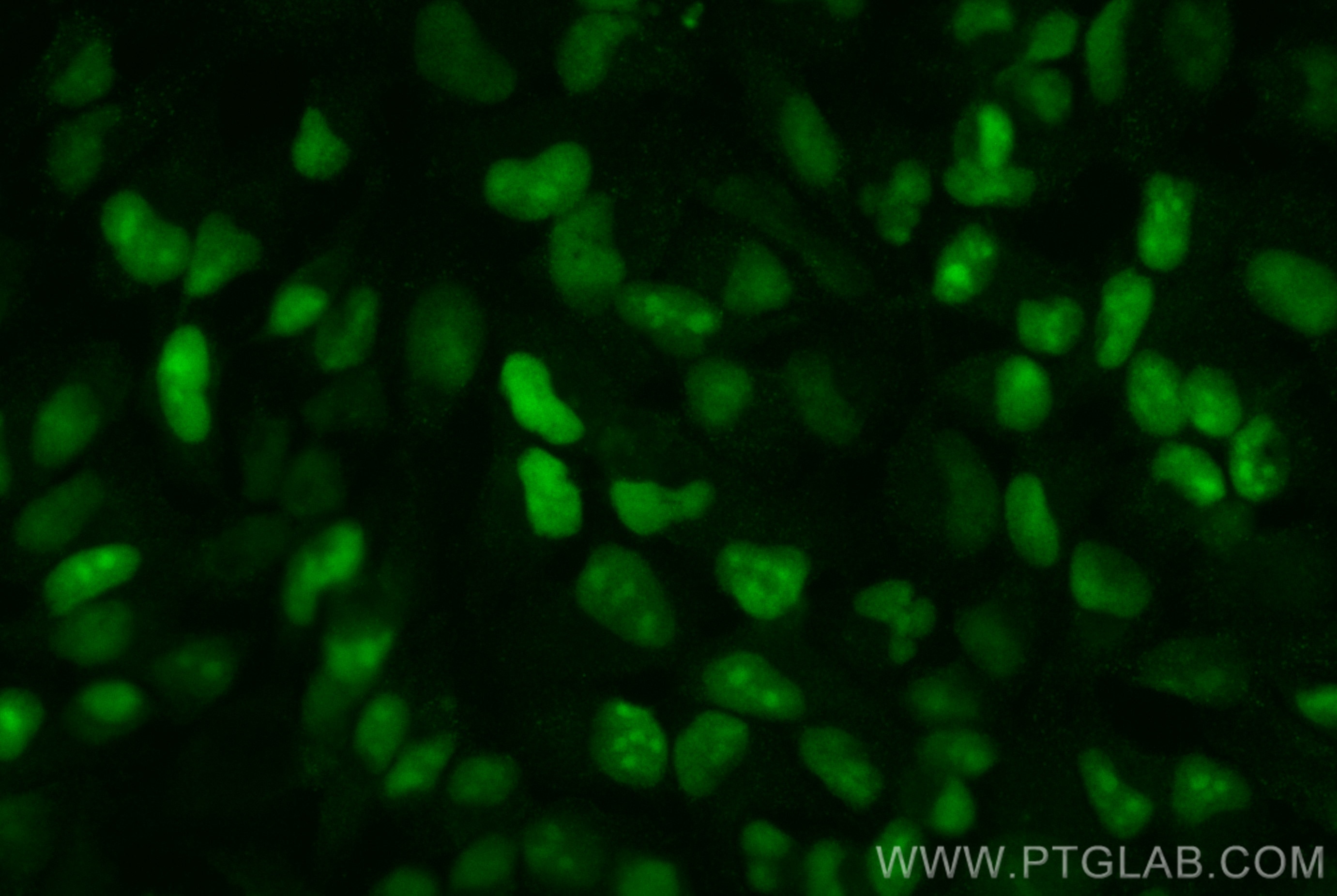 Immunofluorescence (IF) / fluorescent staining of HeLa cells using CoraLite® Plus 488-conjugated IFI16 Monoclonal ant (CL488-67790)