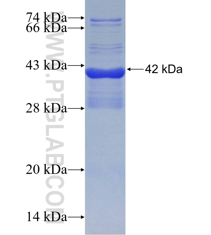 IFI16 fusion protein Ag30297 SDS-PAGE
