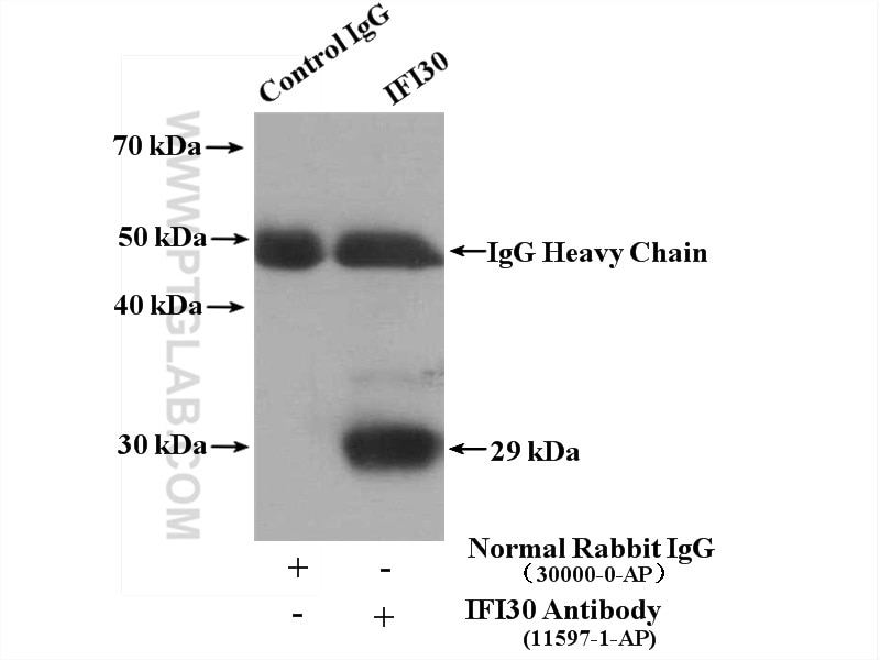 Immunoprecipitation (IP) experiment of COLO 320 cells using IFI30 Polyclonal antibody (11597-1-AP)