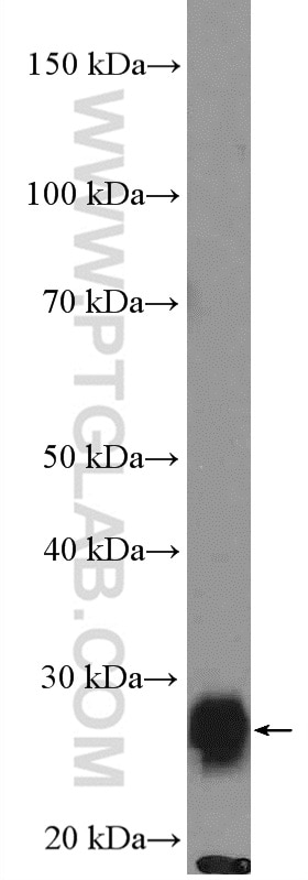 Western Blot (WB) analysis of COLO 320 cells using IFI30 Polyclonal antibody (11597-1-AP)