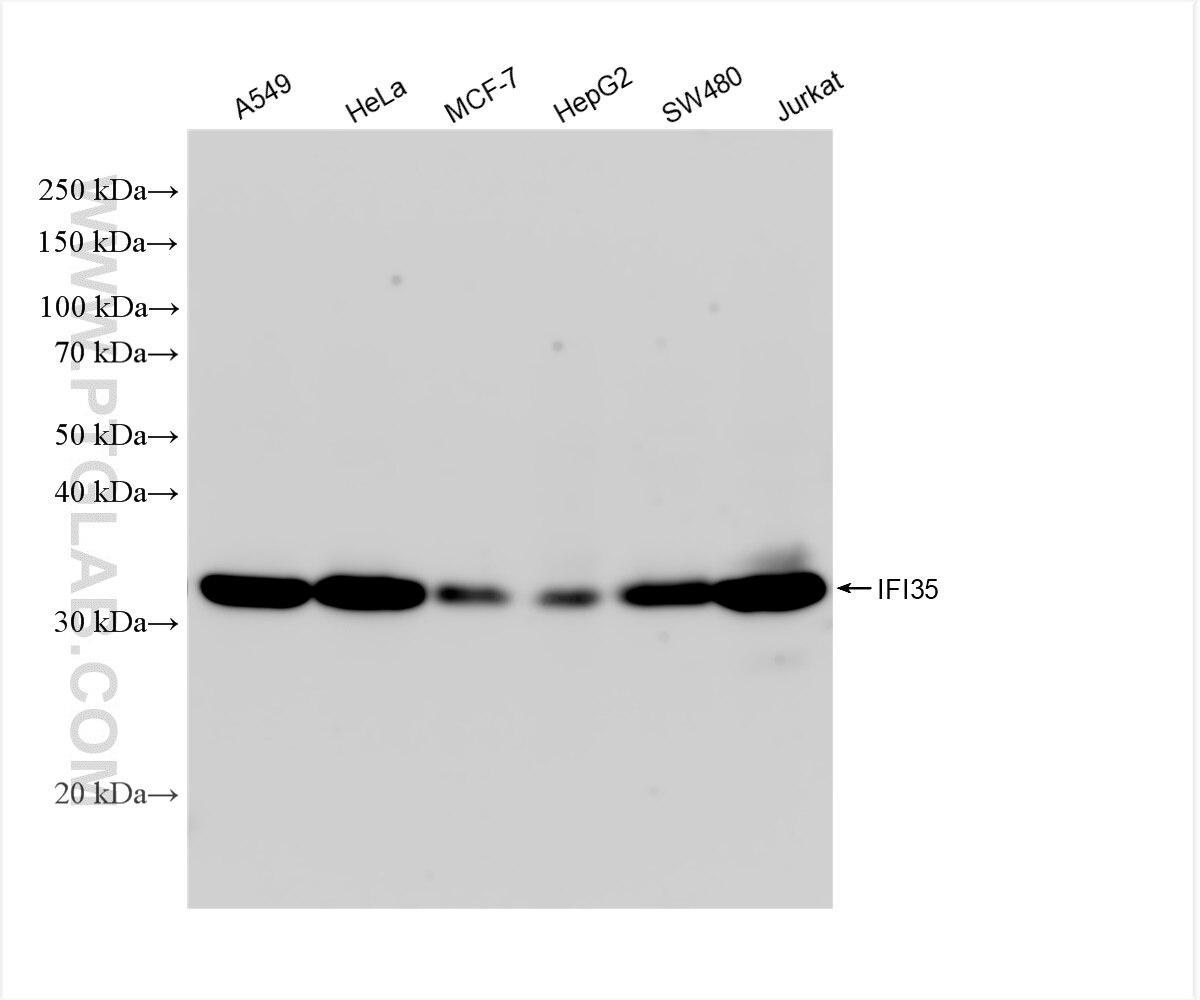 Western Blot (WB) analysis of various lysates using IFI35 Recombinant antibody (83160-4-RR)