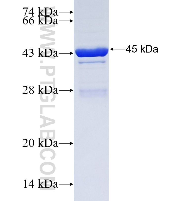 IFI35 fusion protein Ag34653 SDS-PAGE