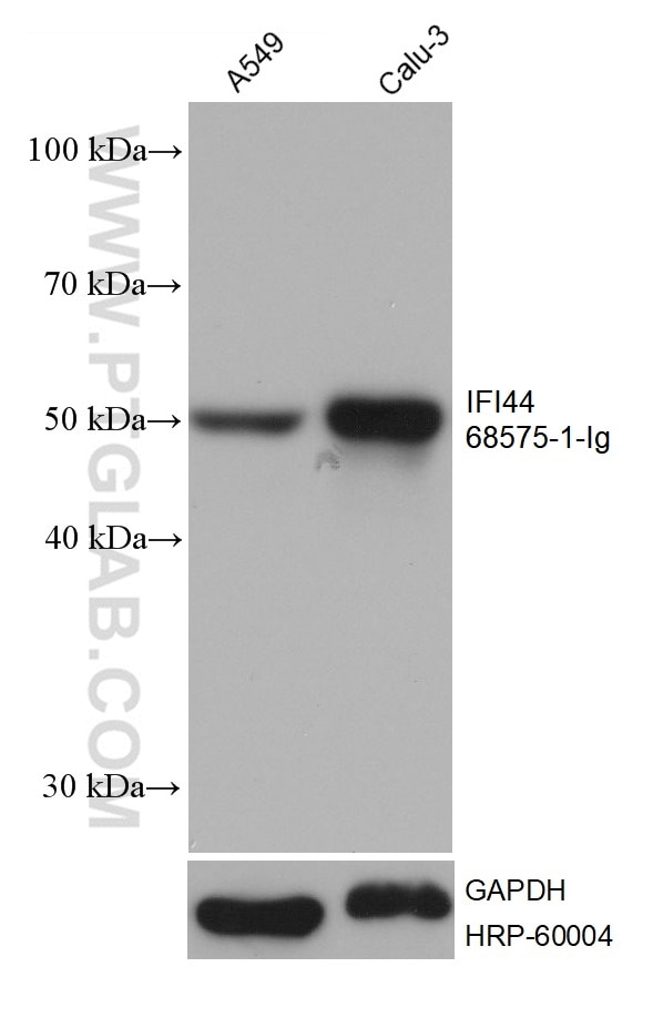 Western Blot (WB) analysis of various lysates using IFI44 Monoclonal antibody (68575-1-Ig)