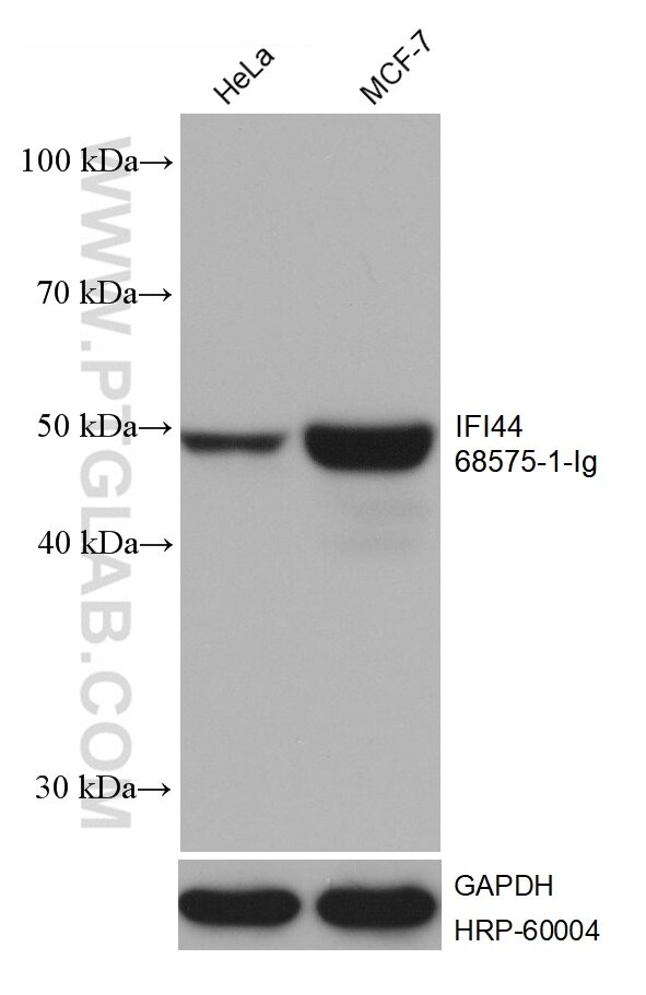 Western Blot (WB) analysis of various lysates using IFI44 Monoclonal antibody (68575-1-Ig)