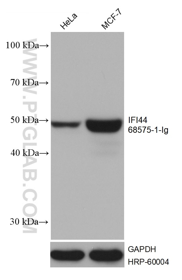 WB analysis using 68575-1-Ig