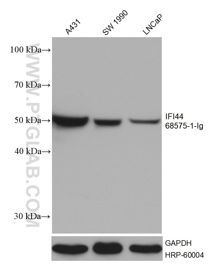 Western Blot (WB) analysis of various lysates using IFI44 Monoclonal antibody (68575-1-Ig)