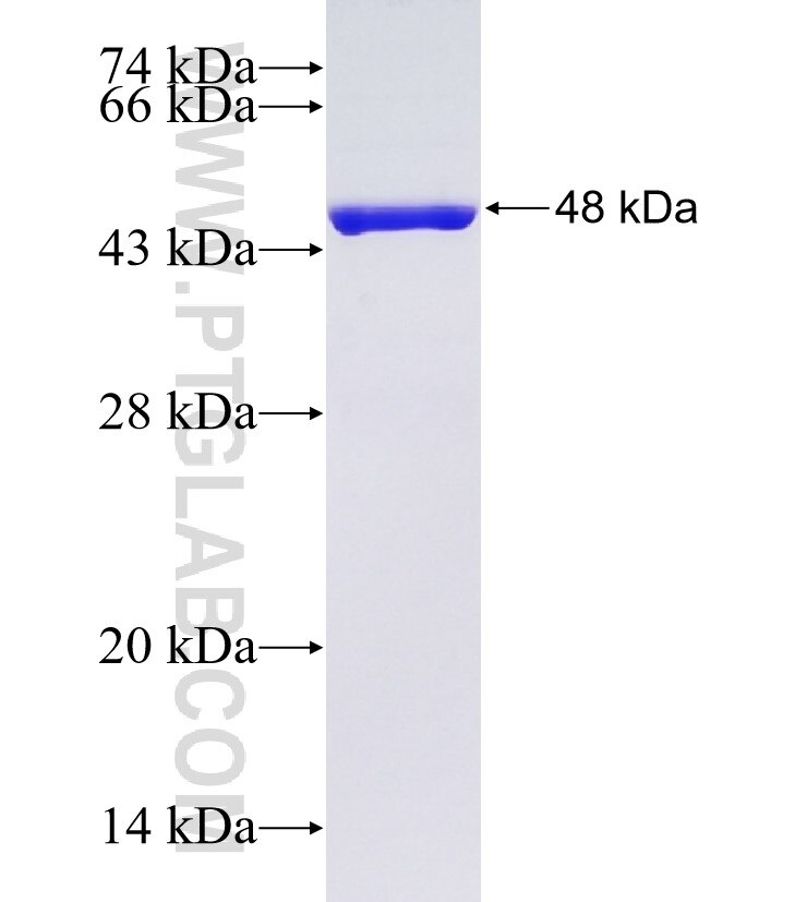 IFI44 fusion protein Ag26121 SDS-PAGE