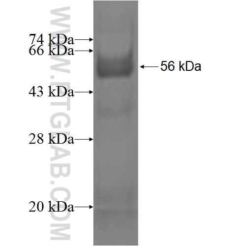 IFI44 fusion protein Ag2326 SDS-PAGE