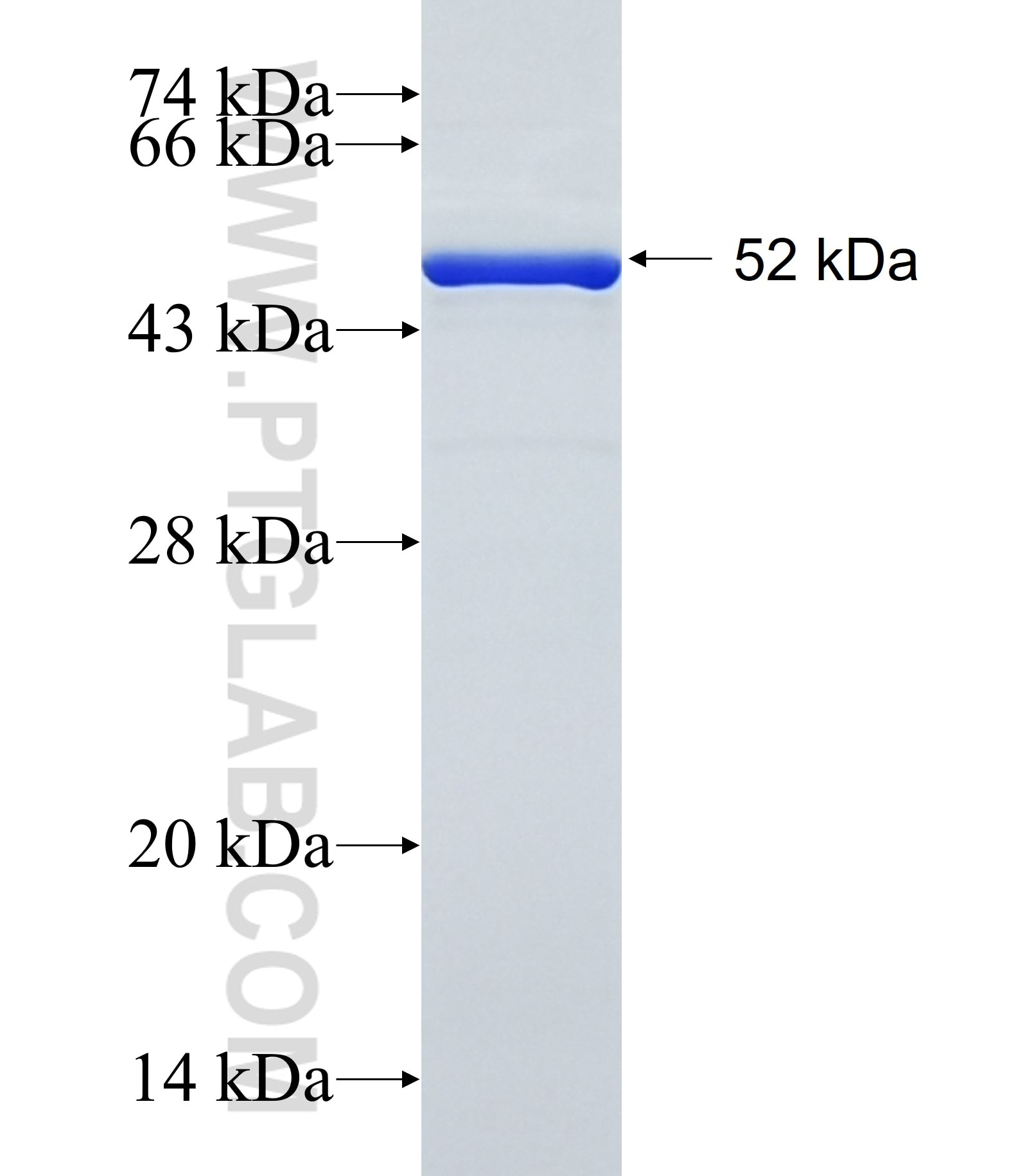 IFI44 fusion protein Ag2326 SDS-PAGE