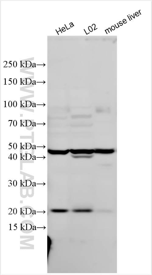 Western Blot (WB) analysis of various lysates using IFI44L Polyclonal antibody (16907-1-AP)