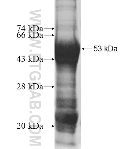 IFI44L fusion protein Ag10501 SDS-PAGE
