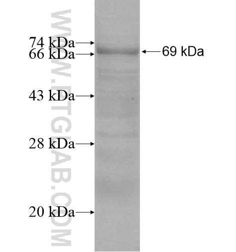 IFI44L fusion protein Ag10522 SDS-PAGE