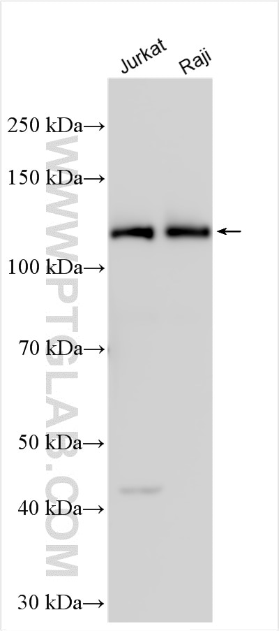 WB analysis using 21775-1-AP