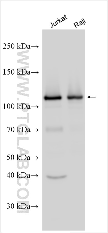 Western Blot (WB) analysis of various lysates using IFIH1/MDA5 Polyclonal antibody (21775-1-AP)