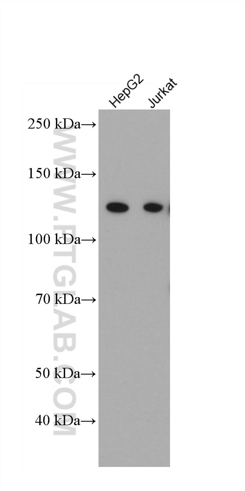 Western Blot (WB) analysis of various lysates using IFIH1/MDA5 Monoclonal antibody (66770-1-Ig)