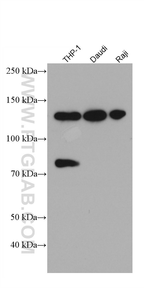 Western Blot (WB) analysis of various lysates using IFIH1/MDA5 Monoclonal antibody (66770-1-Ig)