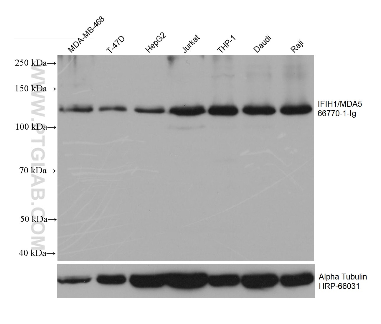 Western Blot (WB) analysis of various lysates using IFIH1/MDA5 Monoclonal antibody (66770-1-Ig)